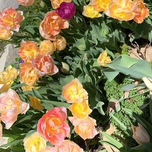 Meet your Posher, Elle